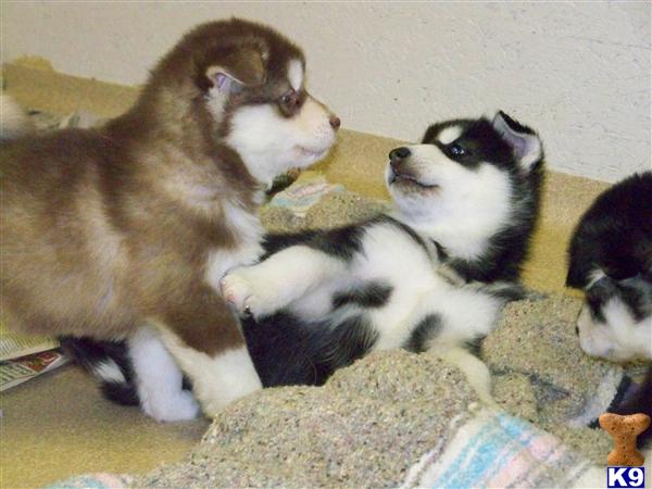 Alaskan Malamute Puppies in OH